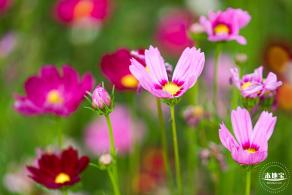 格桑花花海-宝安滨海文化公园