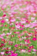 格桑花花海-宝安滨海文化公园