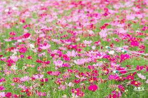 格桑花花海-宝安滨海文化公园