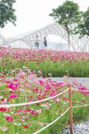 格桑花花海-宝安滨海文化公园