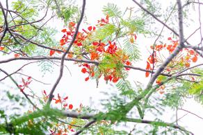 华侨城凤凰花