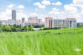 红花山绿色花海