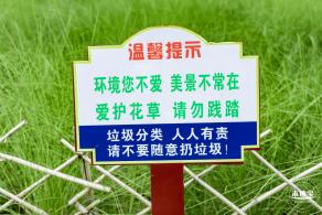 红花山绿色花海