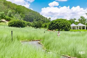 红花山绿色花海