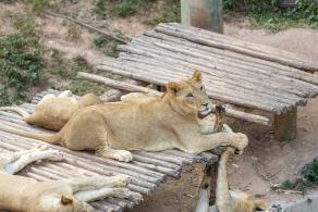 深圳野生动物园