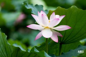 洪湖荷花