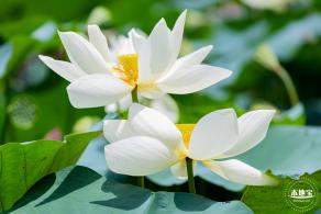 洪湖荷花