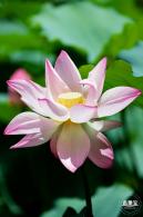 洪湖荷花