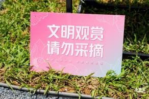 洪湖荷花