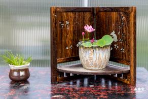 洪湖荷花