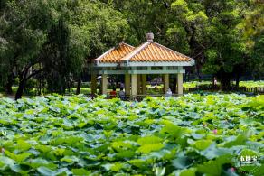 洪湖荷花