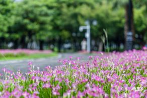 中心公园风雨兰