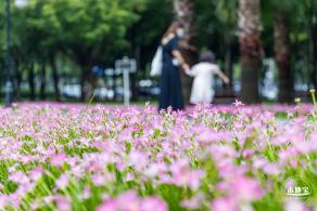 中心公园风雨兰