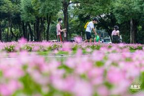 中心公园风雨兰
