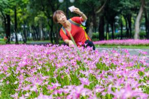 中心公园风雨兰