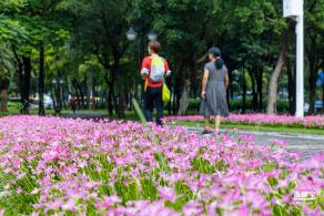 中心公园风雨兰