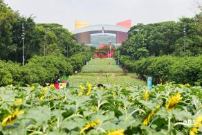 市民中心向日葵
