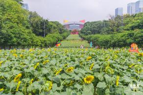 市民中心向日葵