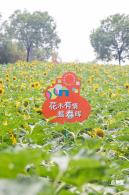市民中心向日葵