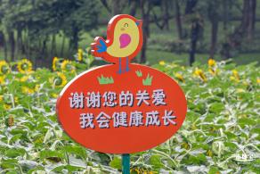 市民中心向日葵