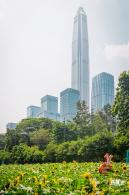 市民中心向日葵