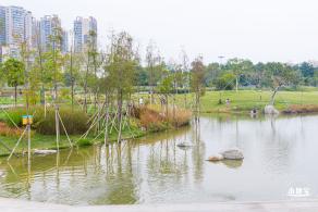 楼村湿地公园向日葵