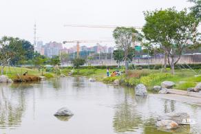 楼村湿地公园向日葵