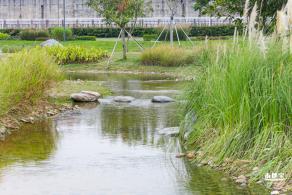 楼村湿地公园向日葵