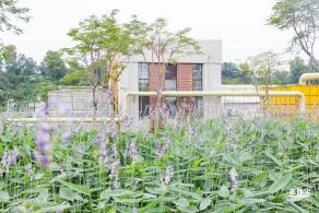 楼村湿地公园向日葵