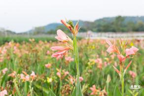 楼村湿地公园向日葵