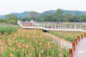 楼村湿地公园向日葵