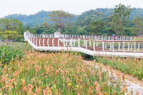 楼村湿地公园向日葵