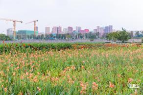 楼村湿地公园向日葵