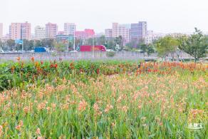 楼村湿地公园向日葵