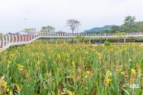 楼村湿地公园向日葵