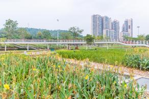 楼村湿地公园向日葵
