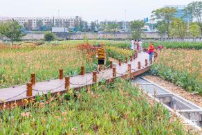 楼村湿地公园向日葵