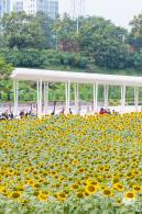 楼村湿地公园向日葵