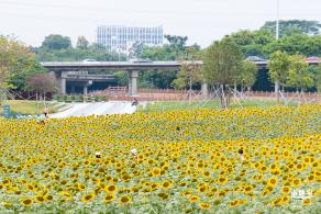 楼村湿地公园向日葵