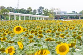 楼村湿地公园向日葵