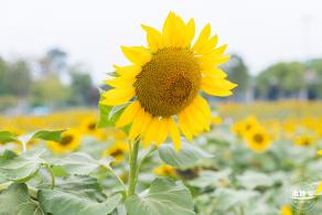 楼村湿地公园向日葵