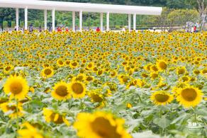 楼村湿地公园向日葵