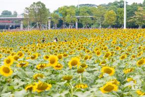 楼村湿地公园向日葵