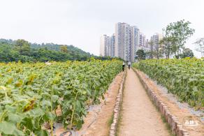 楼村湿地公园向日葵