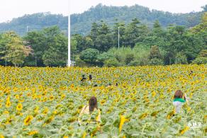 楼村湿地公园向日葵