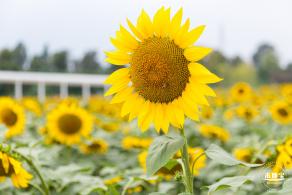 楼村湿地公园向日葵