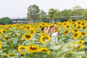 楼村湿地公园向日葵