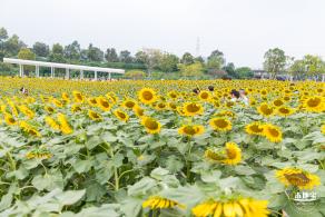 楼村湿地公园向日葵