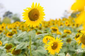 楼村湿地公园向日葵