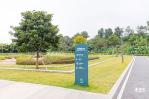 楼村湿地公园向日葵